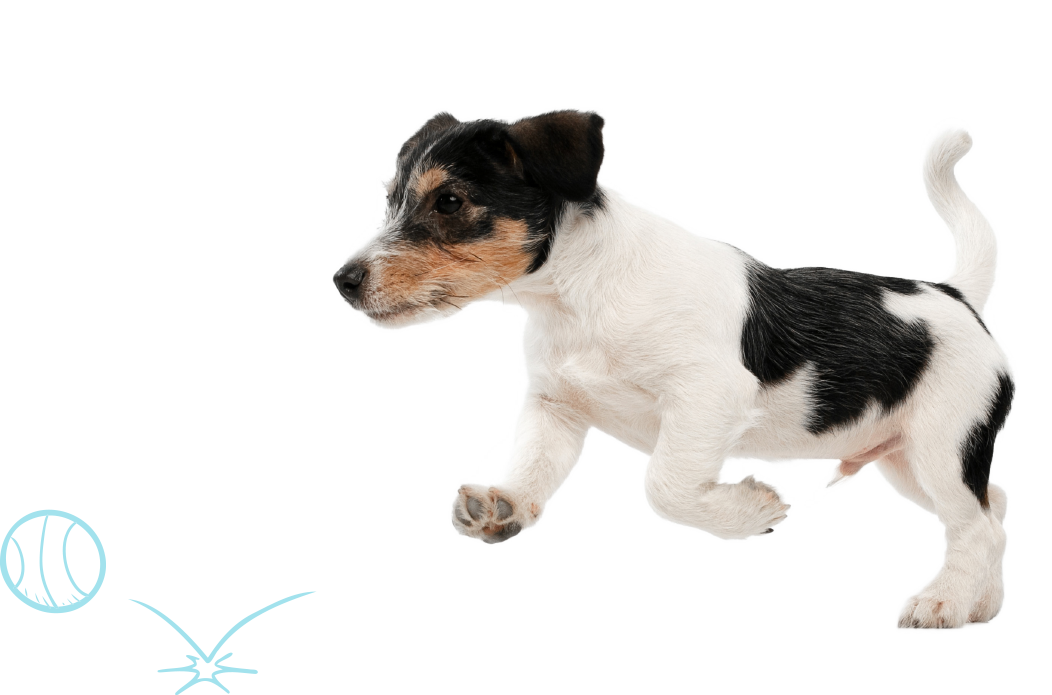 Section 05 Dog Chasing Ball