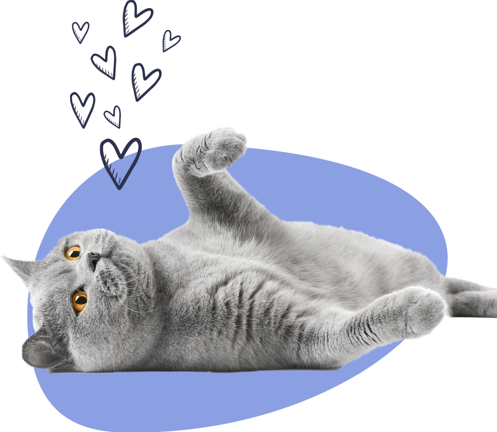 Why Choose Cat Image