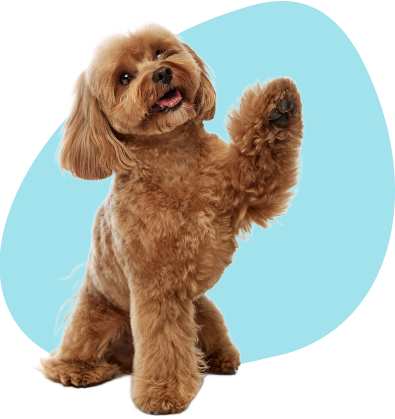 Section 02 Dog Image